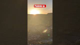 Big headed ants Pheidole queen ant nuptial flight at dusk in the desert [upl. by Feingold]