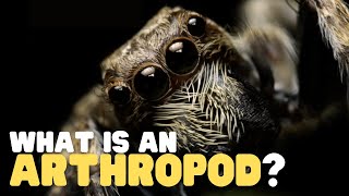 What Is an Arthropod  Teach your kids about this curious group of animals [upl. by Ecinehs]