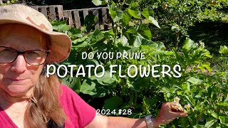 Do you Prune Potato Flowers 2024 28 [upl. by Ilzel]