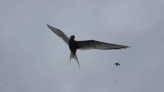 An amazing boat trip to the Farne Islands [upl. by Hannover690]