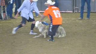 Mutton busting Larimer County Fair [upl. by Eiramasil693]