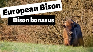 Wisent European bison reintroduction Bison bonasus Conservation success Poloniny Slovakia [upl. by Nancie]