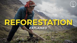 What is Reforestation  Eco Facts  One Tree Planted [upl. by Aisya]