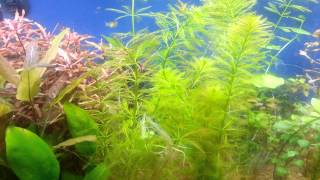 Parrots Feather Myriophyllum aquaticum [upl. by Brandes]