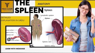 The Anatomy Of spleen nursing studentsbiology science humananatomy [upl. by Keven]