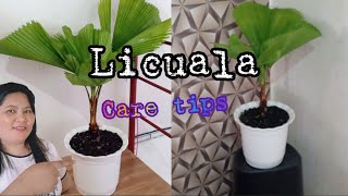 Licuala Care Tips [upl. by Orips]