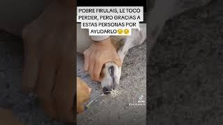 PUERCO ESPIN ATACA A UN PERRO [upl. by Deys]