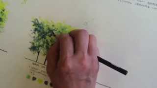 Rendering trees using colored pencil [upl. by Nevyar]