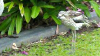 BushStone curlews making their strange quotwailingquot calls [upl. by Allenad]