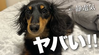 【静電気犬】電気を帯びたダックスが可愛すぎて・・・【ダックス】 [upl. by Josefa]