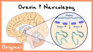 OrexinHypocretin Role In Sleep And Narcolepsy Explained Sleep Neuroscience  Originals [upl. by Fahy]