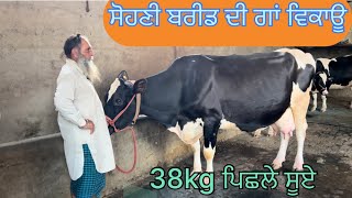 ਸੋਹਣੀ ਬਰੀਡ ਵਾਲੀ ਗਾਂ For sale dudh kehnde 38 liter ditta 9855667477 forsale trending [upl. by Seltzer369]