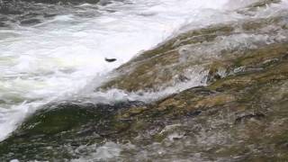 Pearl Mullet Run Lake Van Turkey [upl. by Dlanor]