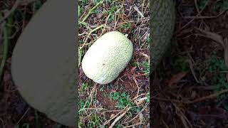 CALABAZA 🎃 en Lengua Náhuatl de la Sierra Norte de Puebla lenguanahuatl nahuatl naturaleza [upl. by Liederman]