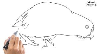 Kakapo Bird Drawing Easy How To Draw A Kakapo Parrot For Beginners Step By Step [upl. by Ligriv]