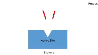 Enzymes Mechanism of Action Factors Affecting Activity  Lecture 5a [upl. by Rawdon982]