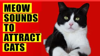 Meows to ATTRACT Cats Meow Sounds to Make Your Cat to Come to You [upl. by Betthezul]