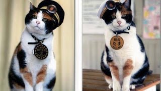 日本悲しん多摩駅長猫 Japan Mourns Tama the Stationmaster Cat [upl. by Harsho63]