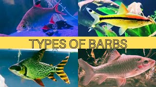 Types of BarbsCharacins  Tinfoil Barb  Phoenix Barb  Denison Barb  Lemon Barb  Filament Barb [upl. by Eniluqcaj]