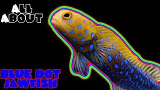 All About The Blue Dot Jawfish or Blue Spotted Jawfish [upl. by Eniamzaj289]