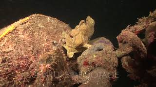 Giant Frogfish Eating Lionfish Kungkungan Bay Resort Kbr Lembeh Strait Sulawesi Indonesia [upl. by Asilat]