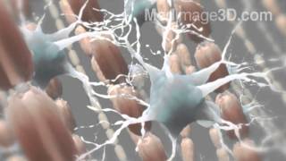 Myelin Sheath Neurons 3D Medical Animation [upl. by Ettennej364]