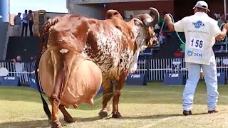 World highest milking Gir cow  Red sindi cow ⭐️ Full detailed video [upl. by Babs]