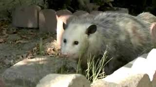 What Do Opossums Eat [upl. by Taggart]