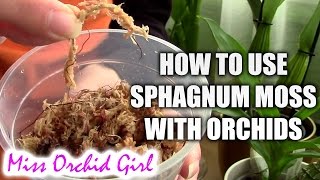 How to use sphagnum moss with orchids [upl. by Dranyam794]