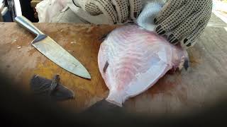 How to skin a trigger fish [upl. by Boyd]