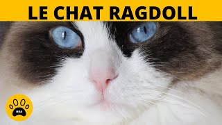 LE CHAT RAGDOLL  Tout sur ce chat exceptionnel [upl. by Ebner]