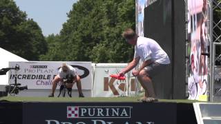 Diving Dog 1st Place  Incredible Dog Challenge 2015 Boston MA [upl. by Einahpts399]