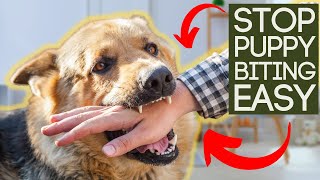 DIY Homemade Flea Spray for Dogs 3 Cheap Natural Recipes [upl. by Keavy]