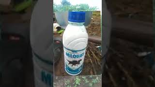 २३तासातच गवत जाळून नष्ट होईल Non selective contact herbicide Paraquat dichorde 24 sl [upl. by Amelie67]