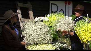 Gypsophila Culture amp Tips [upl. by Florie]