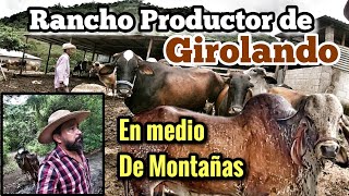 Rancho Ganadero Produce Girolando en lo Más Profundo de Las Montañas [upl. by Dinny]