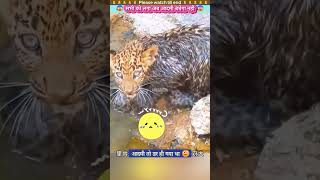 सभी को लगा अब आदमी बचेगा नही 😰 animal animals animallover animalrescue lion [upl. by Demmer]