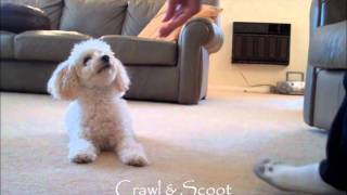 Miniature Poodle Tricks 2 [upl. by Skier]