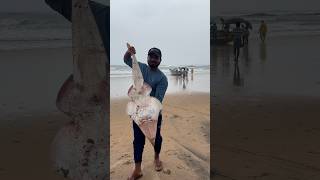 Guitar 🎸 fish eppudaina choosara  beachboynaidu seafood guitarfish youtubeshorts viral beach [upl. by Voss]