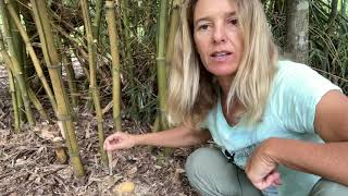 How to Kill Bamboo with Herbicide [upl. by Ahsinel715]