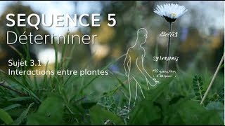 Séquence 5 sujet 31  Interaction entre plantes [upl. by Hnahc]