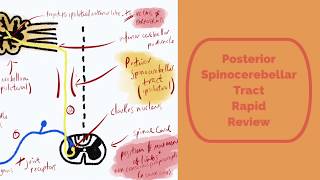 The Posterior Spinocerebellar Tract Rapid Review [upl. by Jarlen]