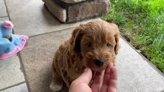 Meet Pluto The Mini Labradoodle Puppy [upl. by Ielak]