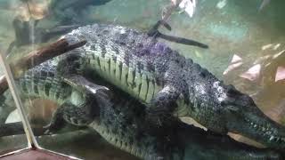 Crocodiles mating shortvideo nature [upl. by Mahan]