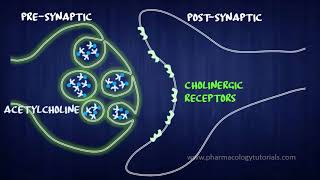 Toxicology of Acetylcholinesterase Inhibitors I  Neurotransmission [upl. by Tj]