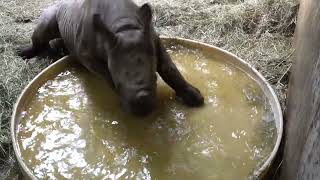 Baby Rhino Splashes In A Tiny Pool [upl. by Asihtal625]