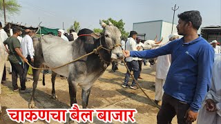 चाकणचा प्रसिद्ध बैल बाजारदि18052024…Chakan Bail BajarBail Bazar chakanChakan [upl. by Jaime]