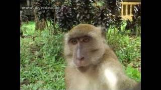 Wilde Affen  Khao Sok National Park  Provinz Surat Thani  Südthailand [upl. by Warrick]