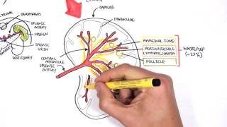 Spleen Anatomy and Physiology [upl. by Oaoj]