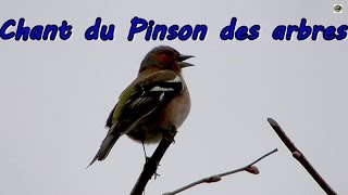 Pinson des arbres  Chant doiseau [upl. by Everick]